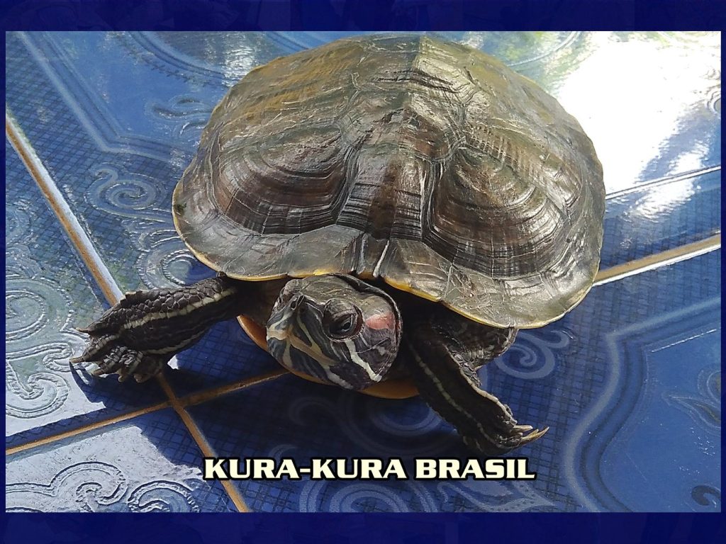 Kura-Kura Brasil
